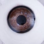 Brown 19-R02 Eyes